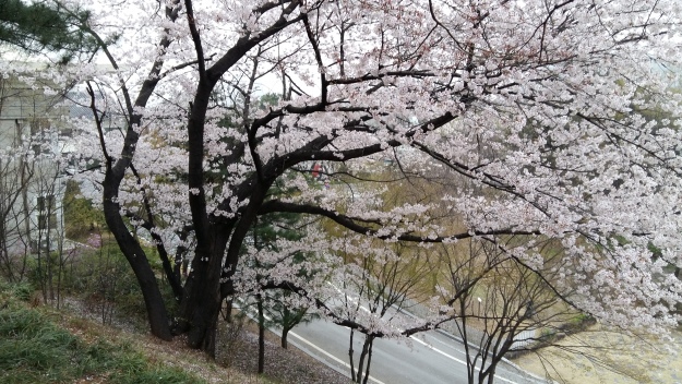 Cherry blossoms at Seoul National Cemetery.