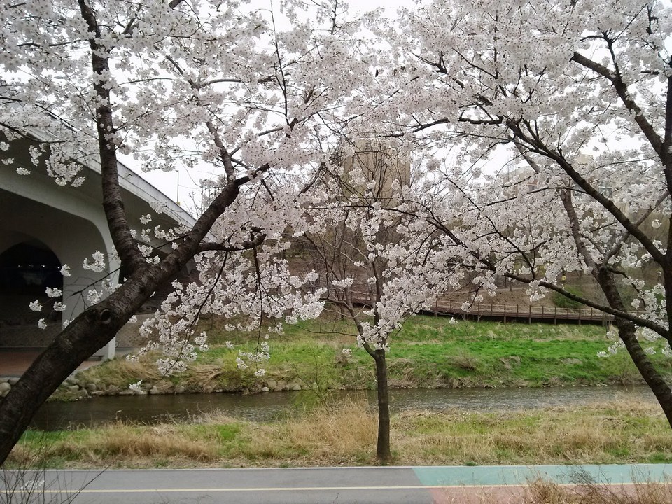 Yangjaecheon Stream Cherry Blossom3