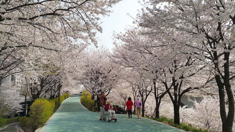 Yangjaecheon Stream Cherry Blossom3