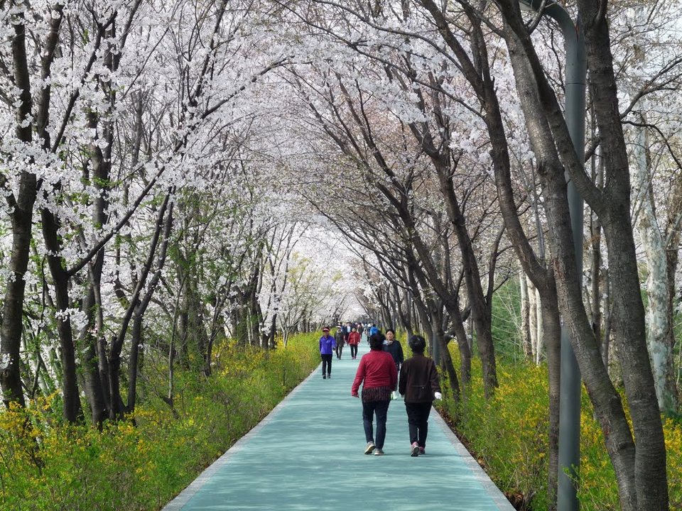 Yangjaecheon Stream Cherry Blossom3