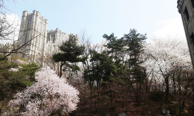 Cherry Blossoms at KyungHee University