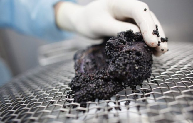 caviar-best food in the world (11)