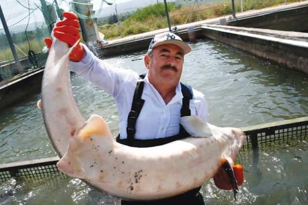 caviar-best food in the world (3)