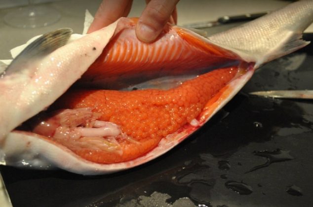 caviar-best food in the world (4)