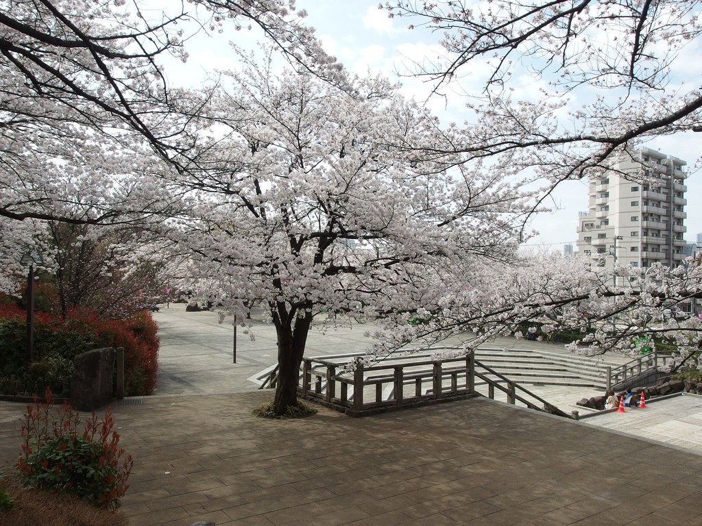 Asukayama park-Best Places to View Cherry Blossoms in Tokyo