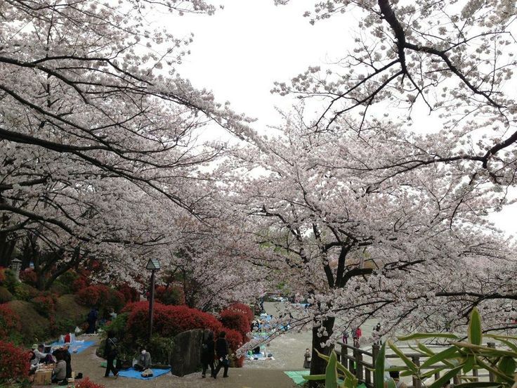 Asukayama park-Best Places to View Cherry Blossoms in Tokyo1