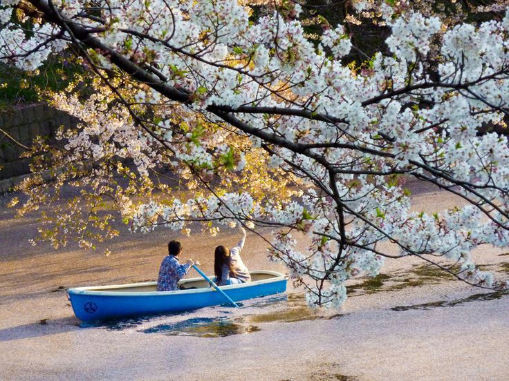 Tokyo Canal Chidori-ga-Fuchi. One of the best places to see cherry blossoms in Tokyo. Canal Chidori-ga-Fuchi-Best Places to View Cherry Blossoms in Tokyo