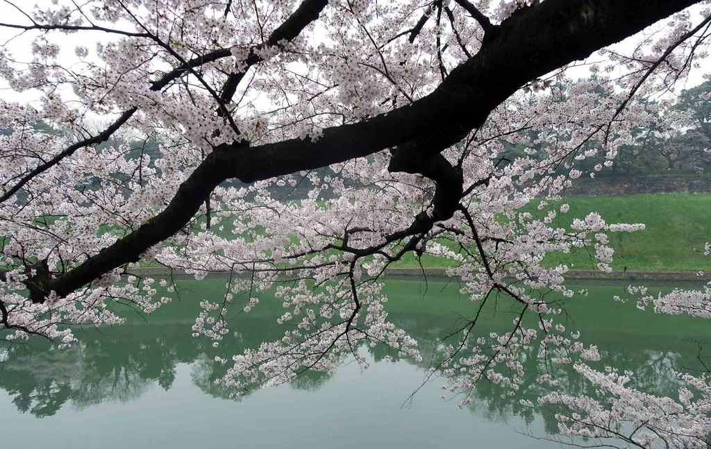 Canal Chidori-ga-Fuchi-Best Places to View Cherry Blossoms in Tokyo3
