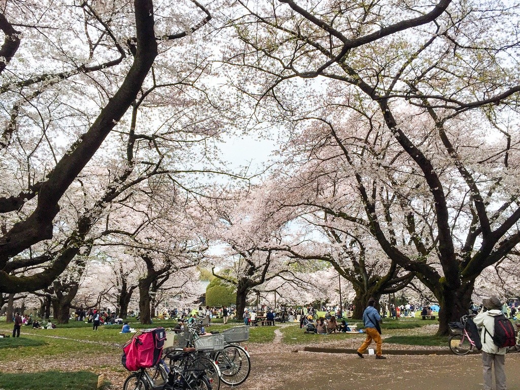 Koganei Park-Best Places to View Cherry Blossoms in Tokyo