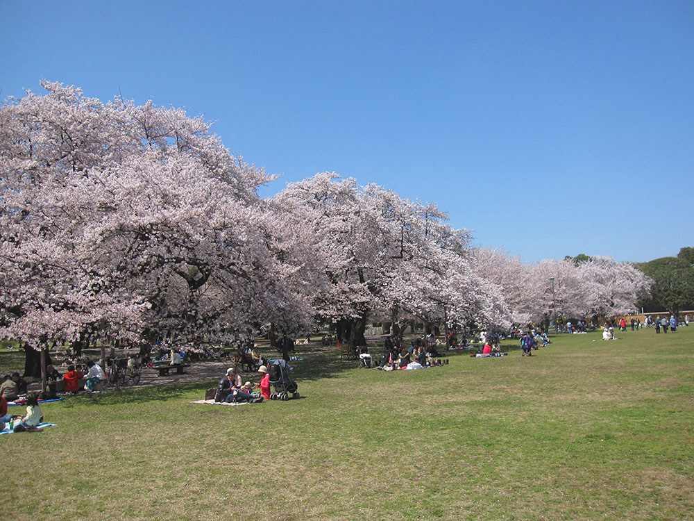 Koganei Park-Best Places to View Cherry Blossoms in Tokyo2