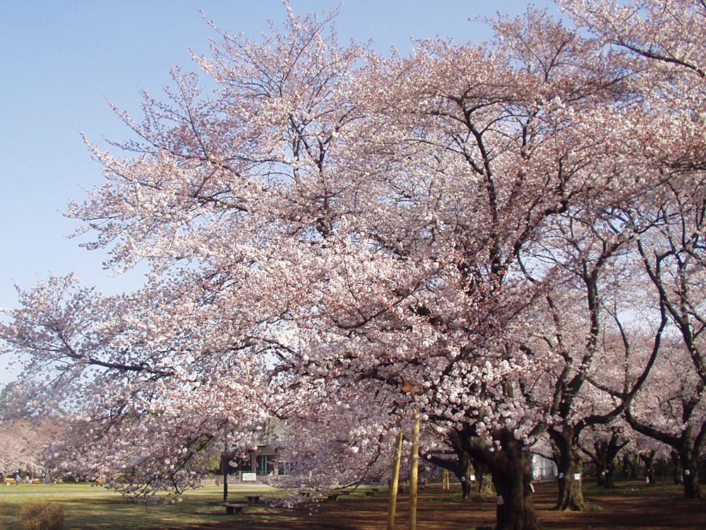 Koganei Park-Best Places to View Cherry Blossoms in Tokyo3