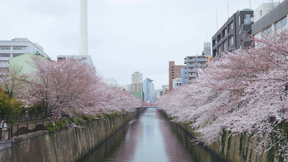Meguro River-Naka Meguro-Best Places to View Cherry Blossoms in Tokyo