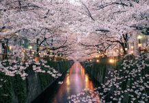 Meguro River-Naka Meguro-Best Places to View Cherry Blossoms in Tokyo1