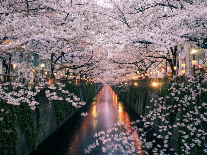 Cherry blossoms at Meguro River-Naka Meguro-Best Places to View Cherry Blossoms in Tokyo Meguro River-Naka Meguro-Best Places to View Cherry Blossoms in Tokyo1