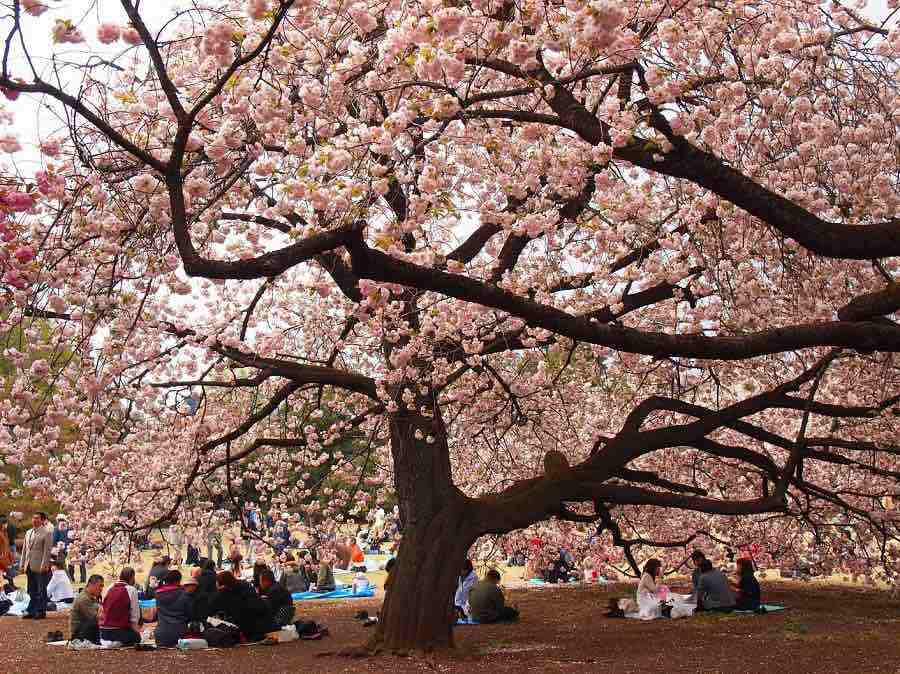 Shinjuku-Gyoen-Best Places to View Cherry Blossoms in Tokyo