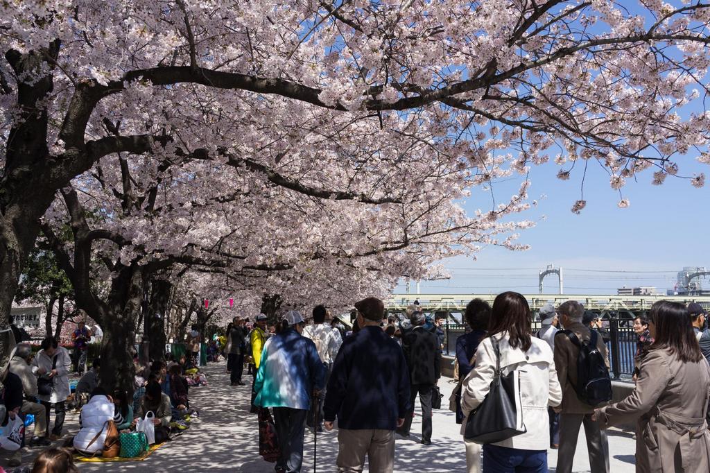 Sumida-Park-Best Places to View Cherry Blossoms in Tokyo1