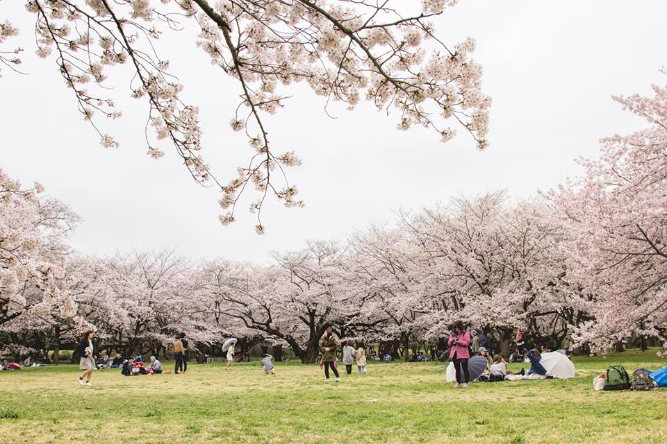 showakinen-hanami-Best Places to View Cherry Blossoms in Tokyo
