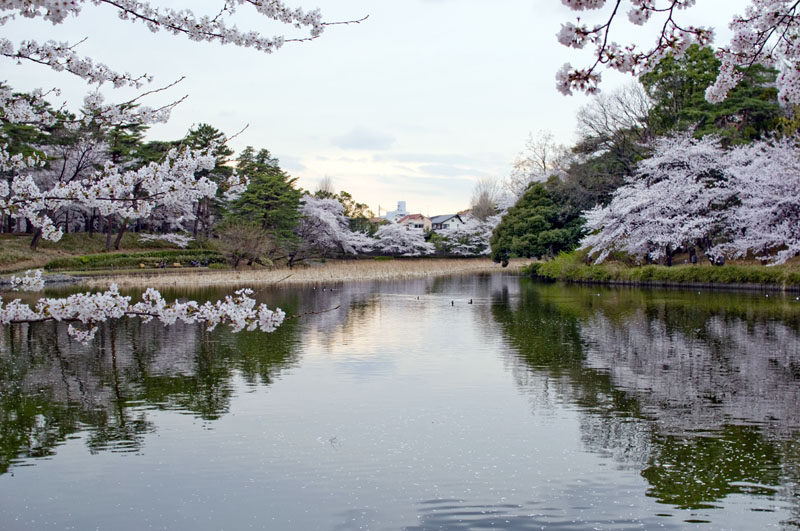 Omiya Koen Park in Saitama-Best Places to View Cherry Blossoms in Tokyo2