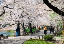 Uneo park-Best Places to View Cherry Blossoms in Tokyo4