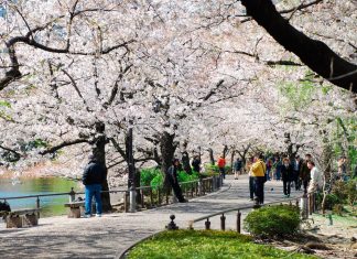 Uneo park-Best Places to View Cherry Blossoms in Tokyo4