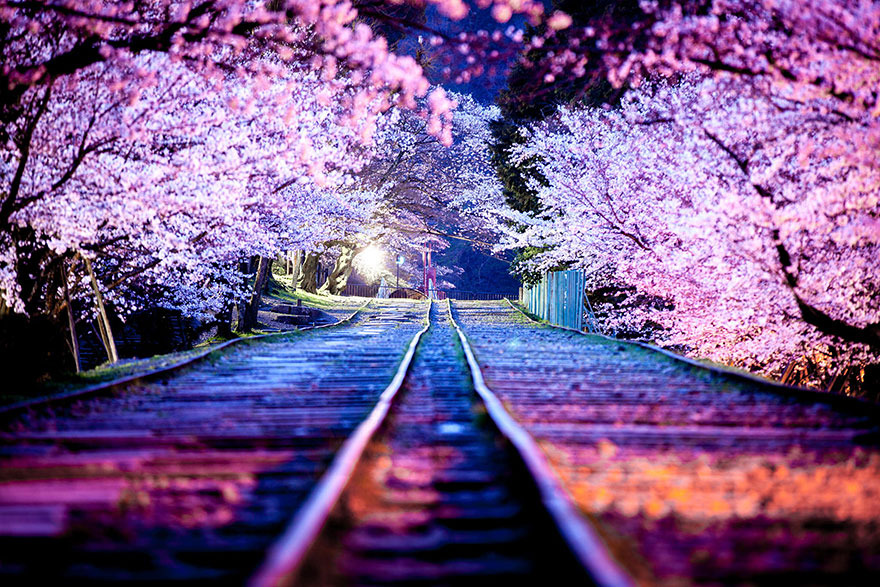 hanami parties-Best Places to View Cherry Blossoms in Tokyo1
