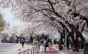 Cherry blossom festival Korea 2026 — Top 5 cherry blossom festivals in South Korea in 2026 Yeouido Cherry Blossom Festival, Seoul