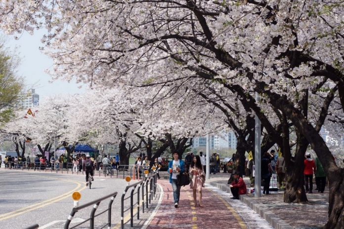 Yeouido Cherry Blossom Festival, Seoul