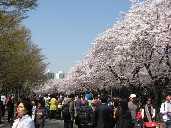Yeouido Cherry Blossom Festival, Seoul