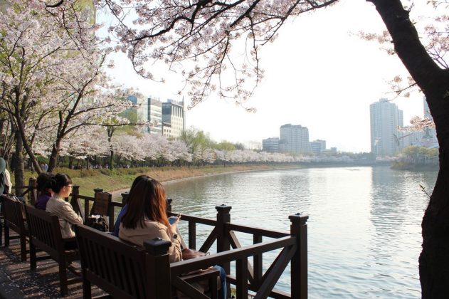 Seokchon Lake Cherry Blossom Festival