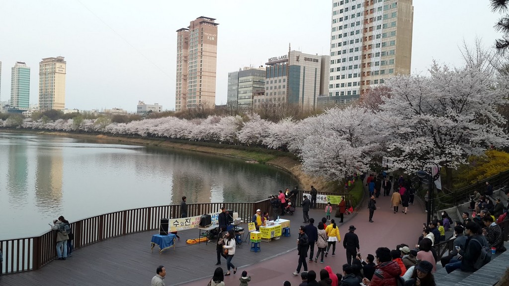 Seokchon Lake Cherry Blossom Festival