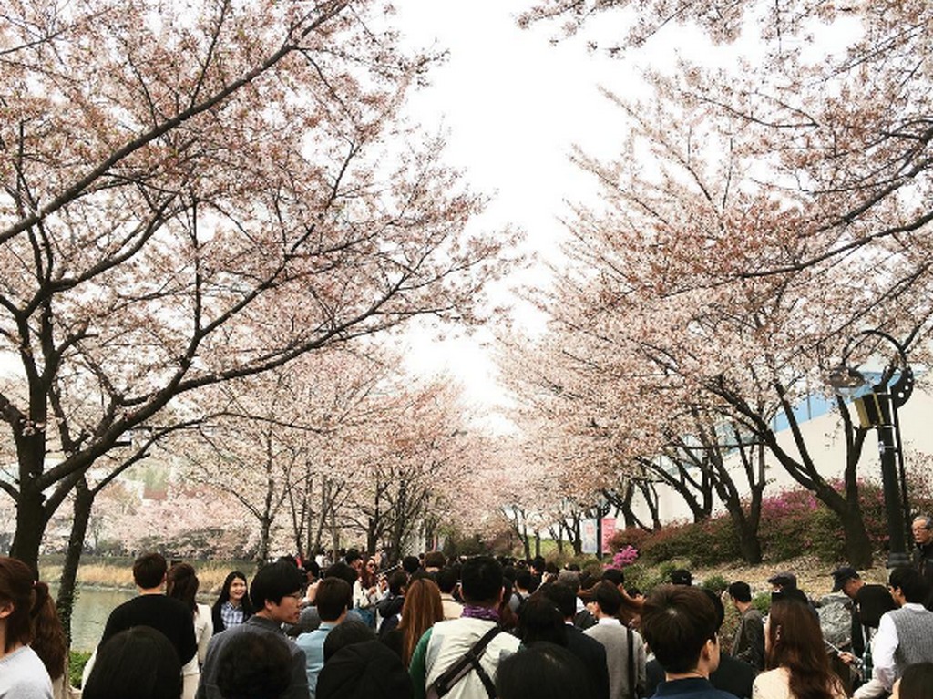 Seokchon Lake Cherry Blossom Festival
