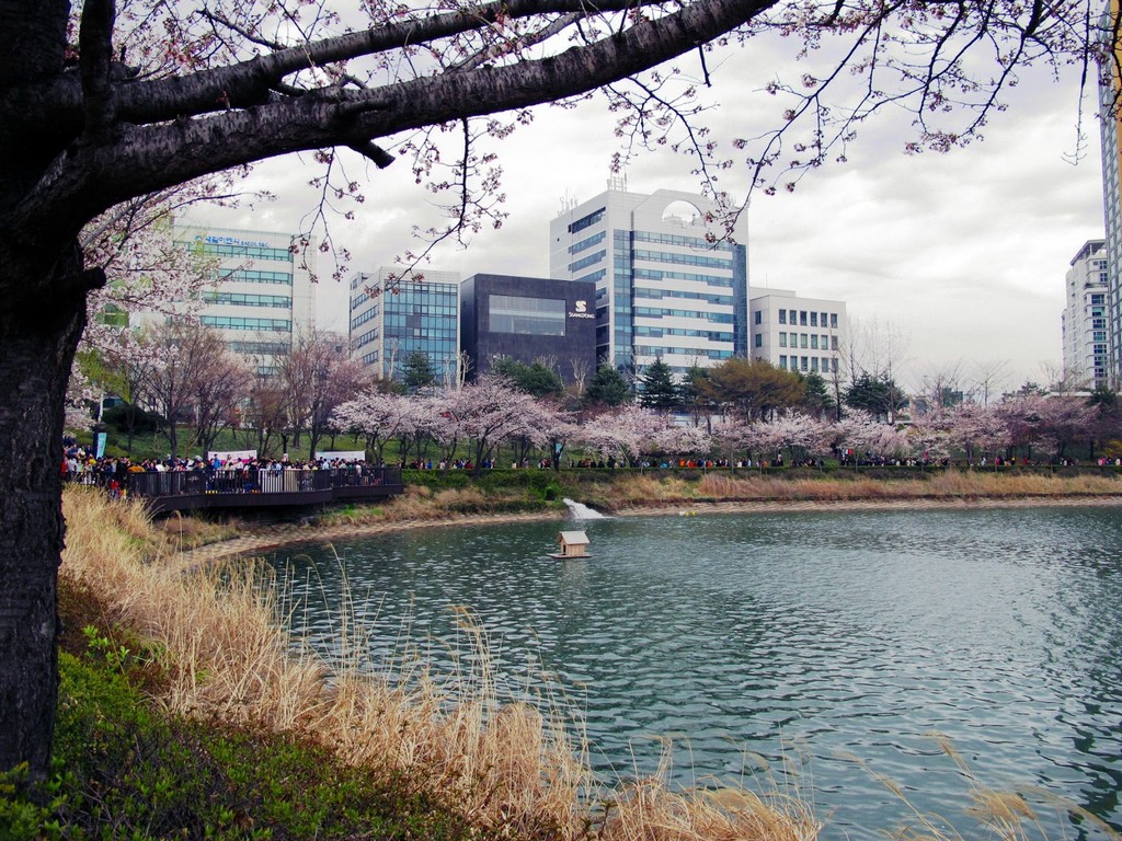 Seokchon Lake Cherry Blossom Festival