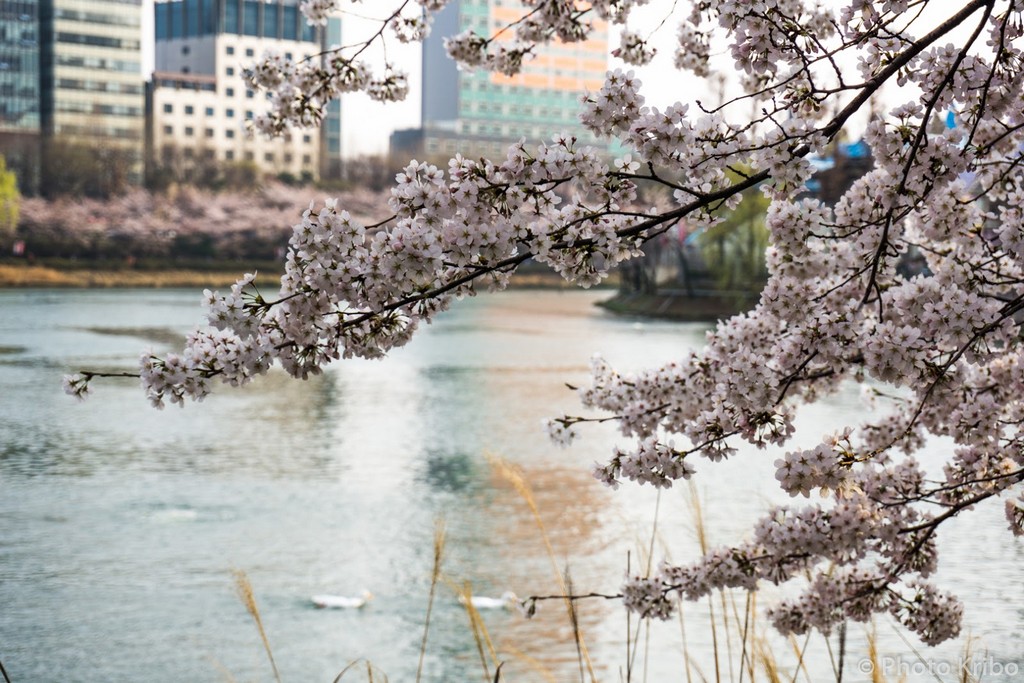 Seokchon Lake Cherry Blossom Festival