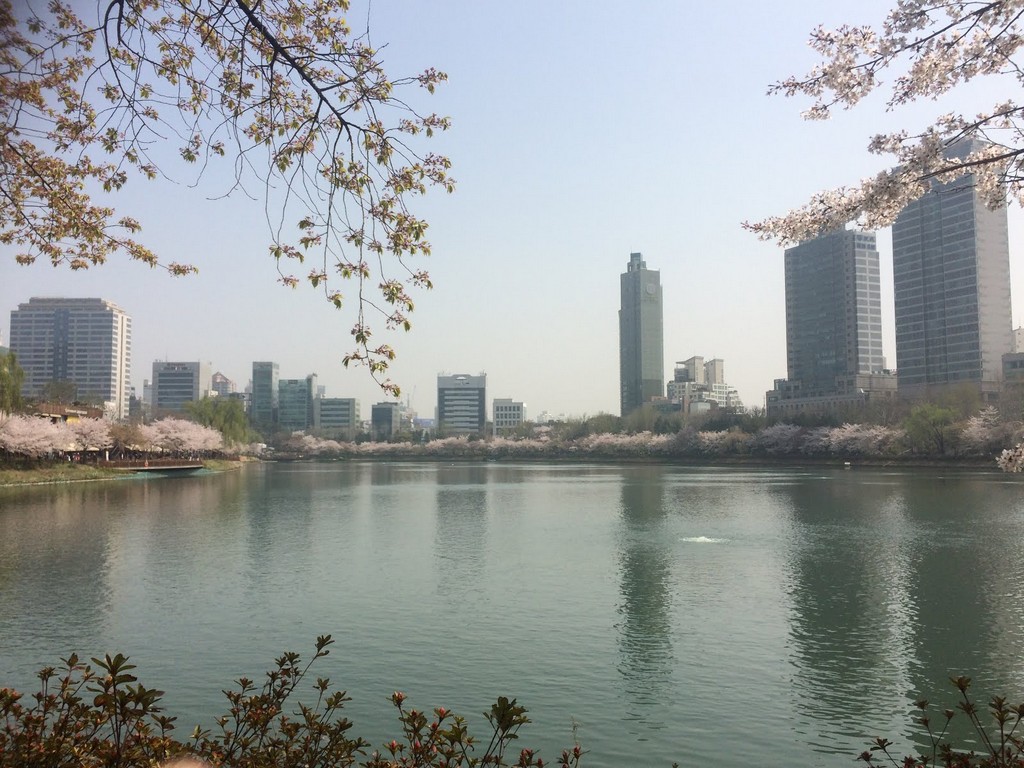 Seokchon Lake Cherry Blossom Festival