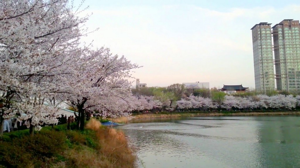 Seokchon Lake Cherry Blossom Festival