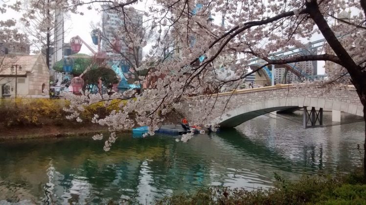 Seokchon Lake Cherry Blossom Festival