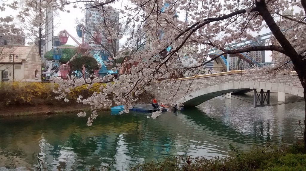 Seokchon Lake Cherry Blossom Festival