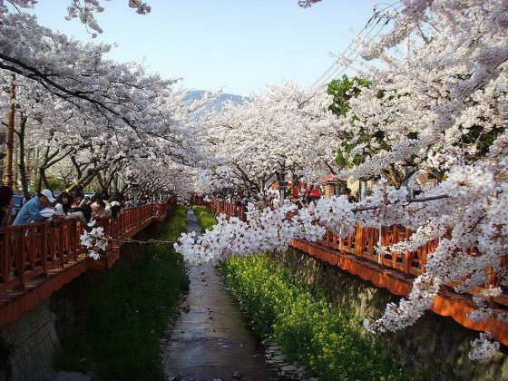Jinhae Gunhangje Cherry Flower Festival, Busan