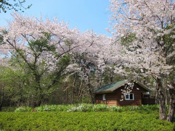 Jinhae Gunhangje Cherry Flower Festival, Busan