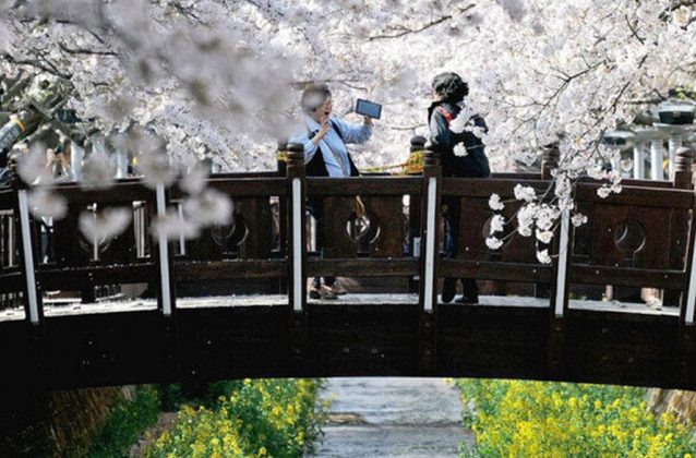 Jinhae Gunhangje Cherry Flower Festival, Busan