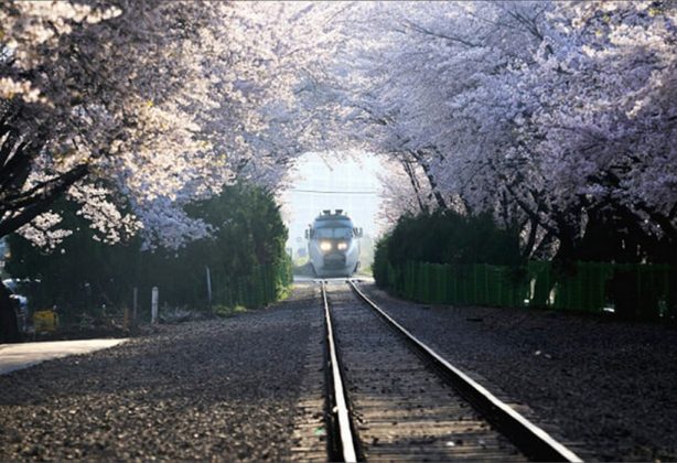 Jinhae Gunhangje Cherry Flower Festival, Busan