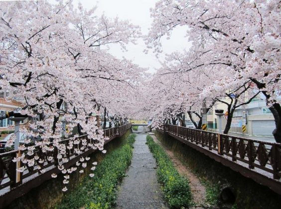 Jinhae Gunhangje Cherry Flower Festival, Busan