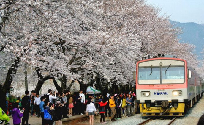 Jinhae Gunhangje Cherry Flower Festival, Busan