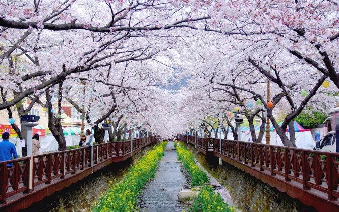 Jinhae Gunhangje Cherry Flower Festival, Busan