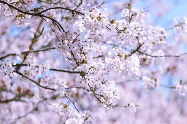 Cherry blossom festival on Jeju Island