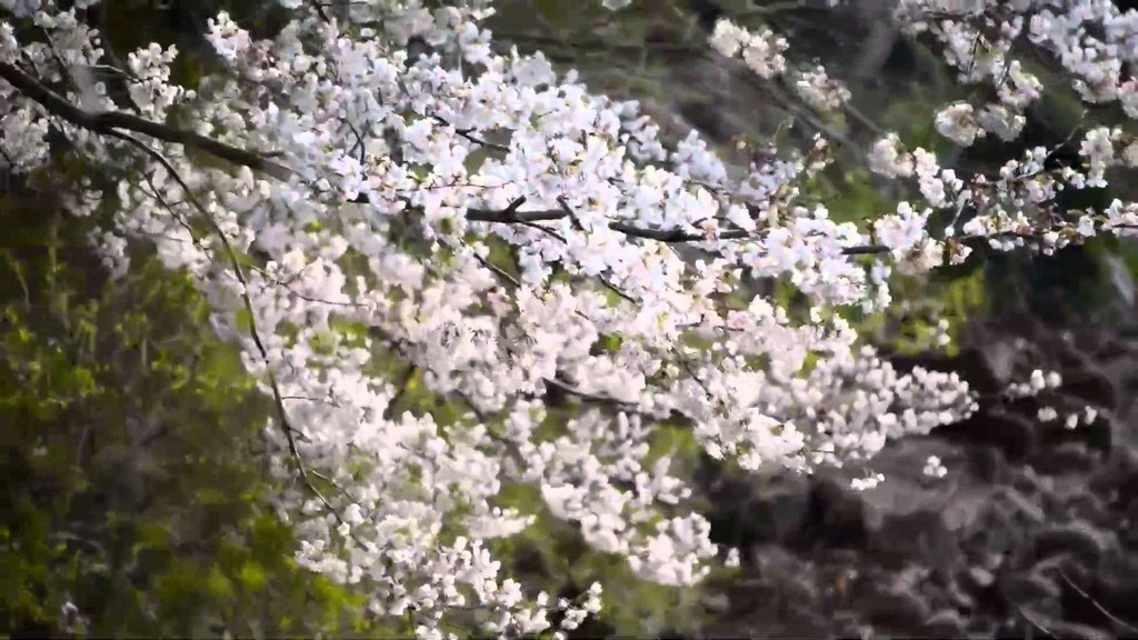Cherry blossom festival on Jeju Island
