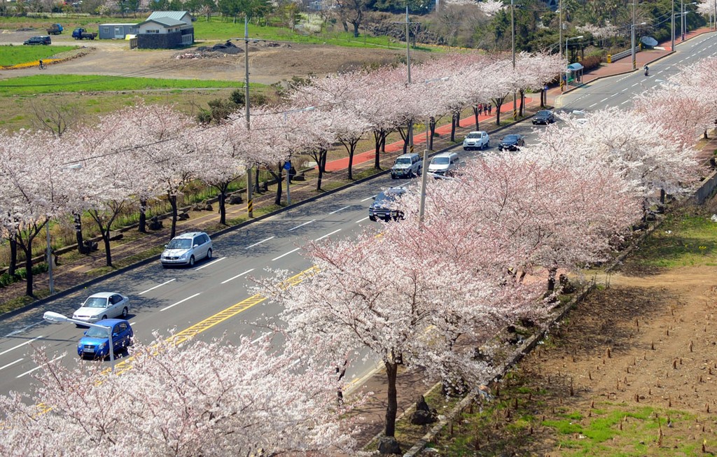 Cherry blossom festival on Jeju Island