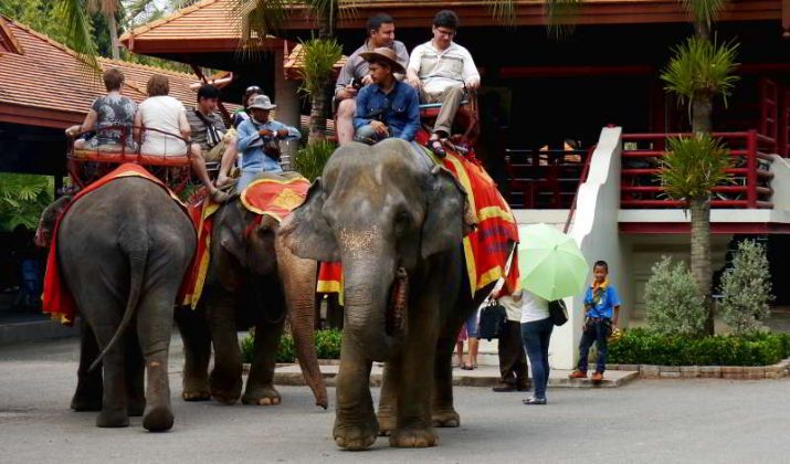 nong nooch tropical botanical garden pattaya thailand (51)