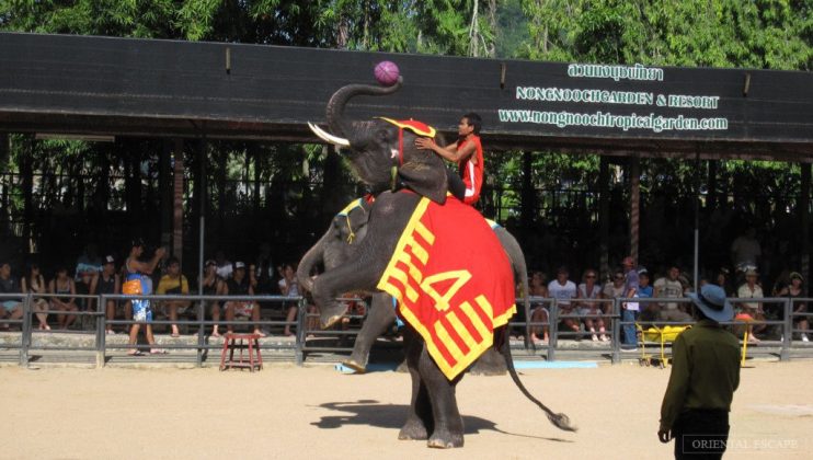 nong nooch tropical botanical garden pattaya thailand (51)