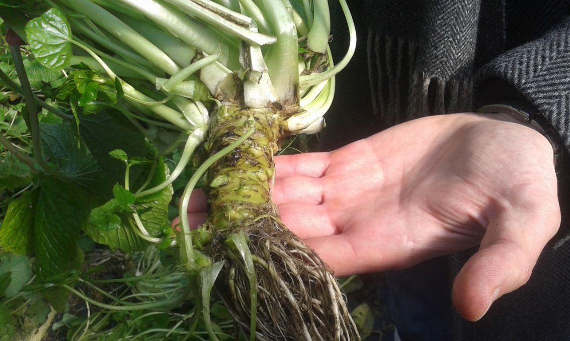 harvesting wasabi 2